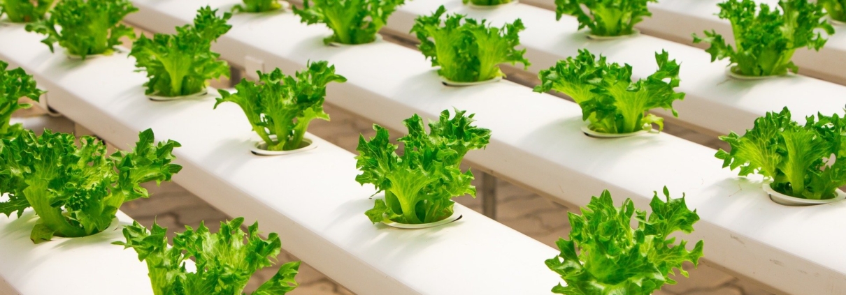 Subvenciones hasta 50% para la transformación, comercialización o desarrollo de nuevos productos agrícolas en Andalucía